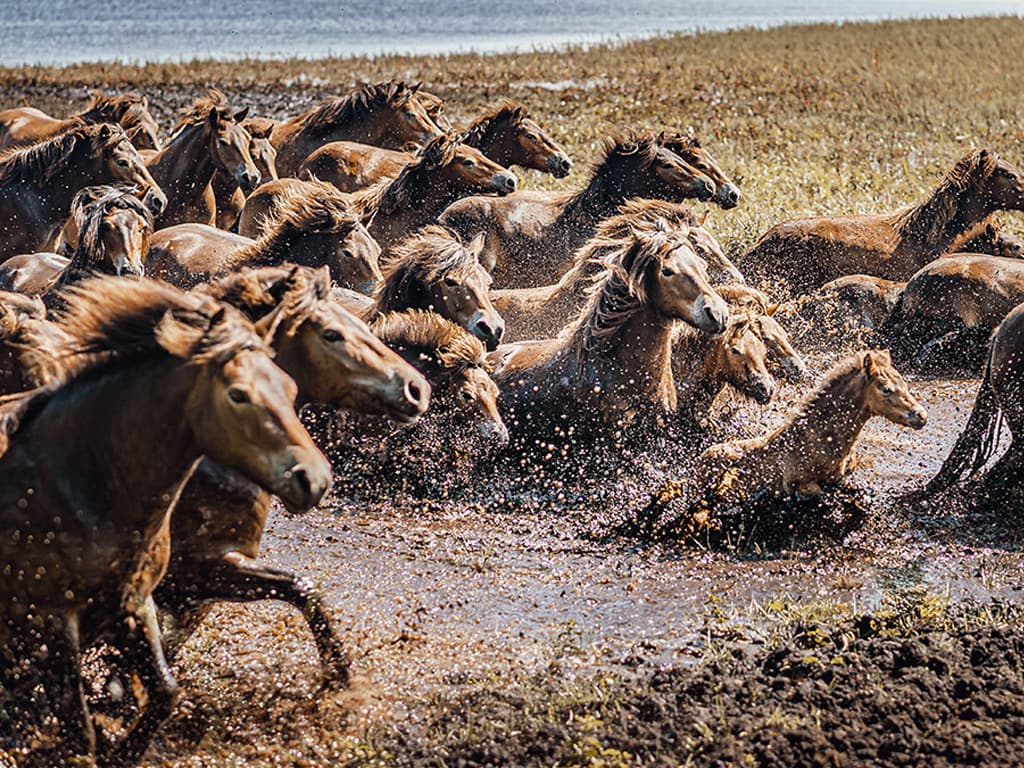 De vilde heste på Sydlangeland, billede 3