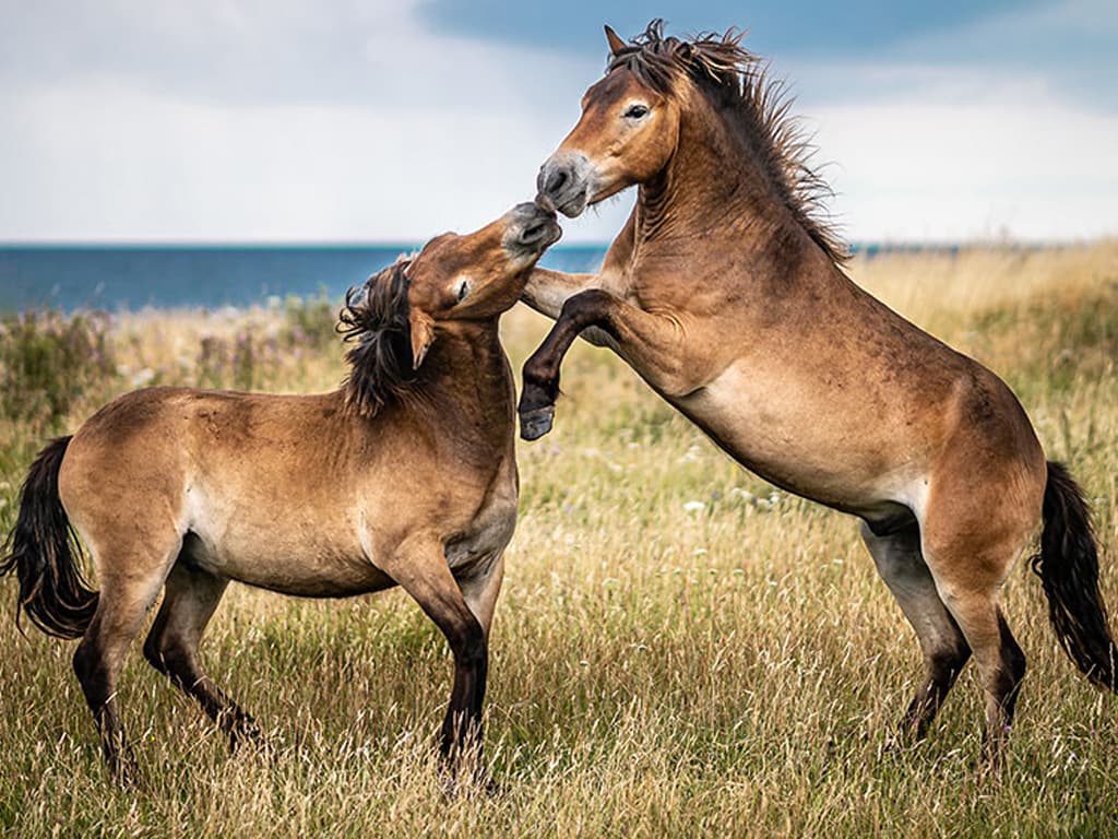 De vilde heste på Sydlangeland, billede 4