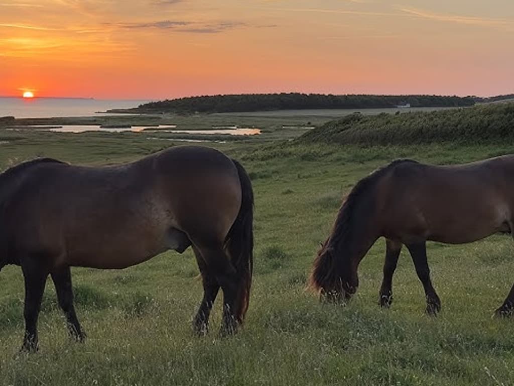 De vilde heste på Sydlangeland, billede 7