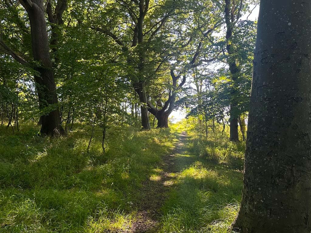Nordskoven ved Lohals, billede 6