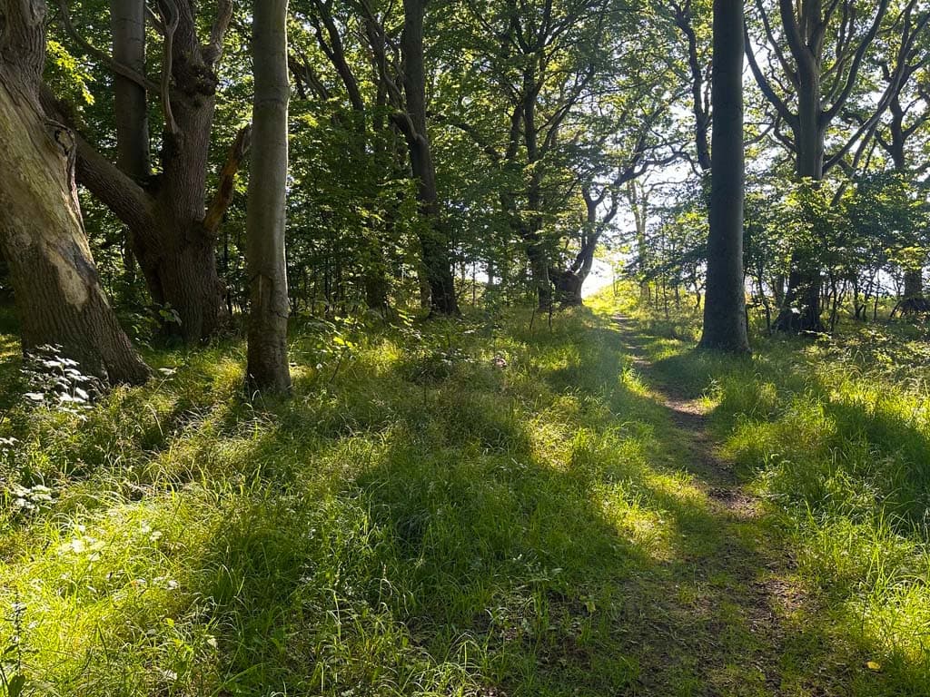 Nordskoven ved Lohals, billede 8