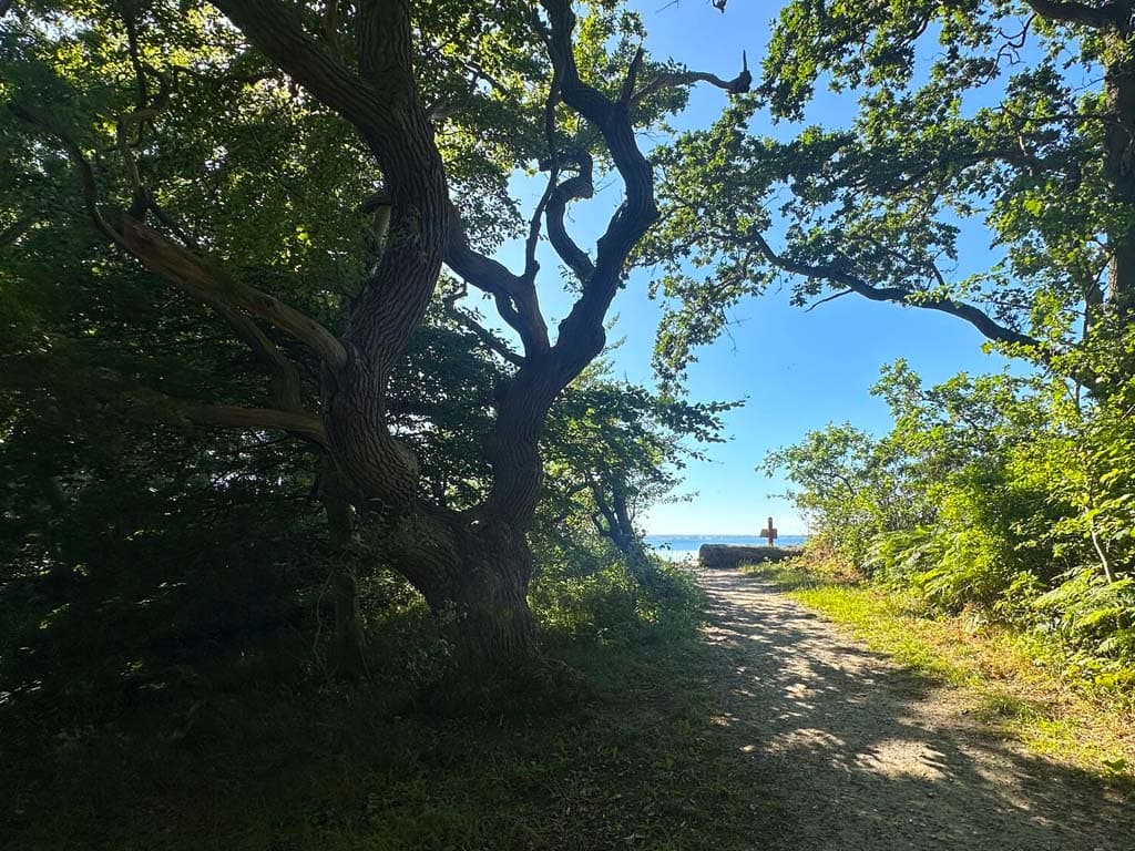 Nordskoven ved Lohals, billede 9