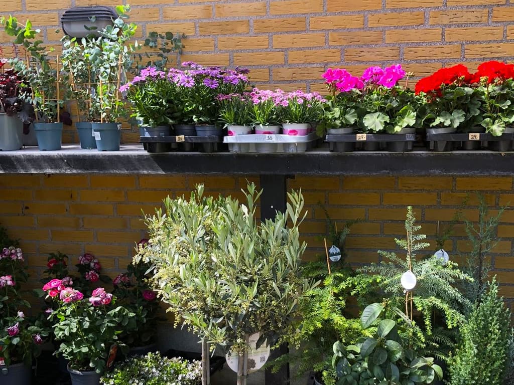 Tved's Blomster i Lohals, billede 4