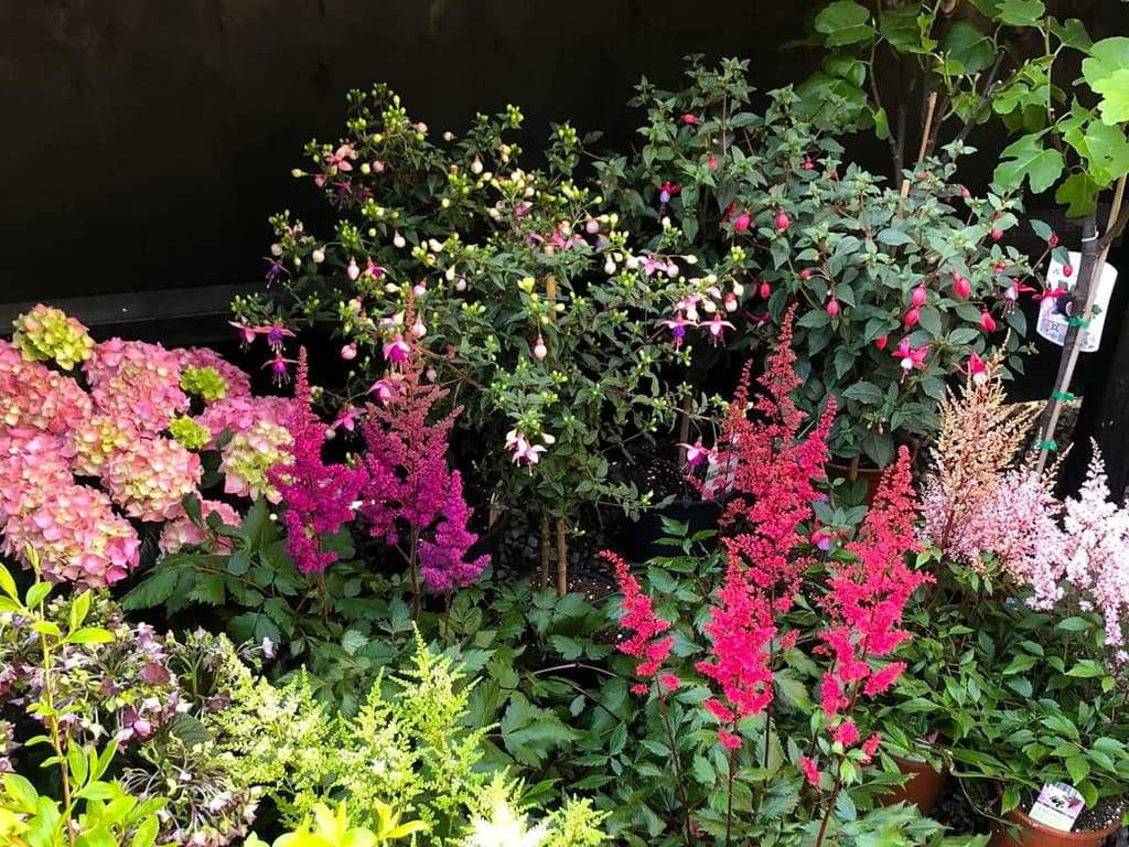 Tved's Blomster i Lohals, billede 11