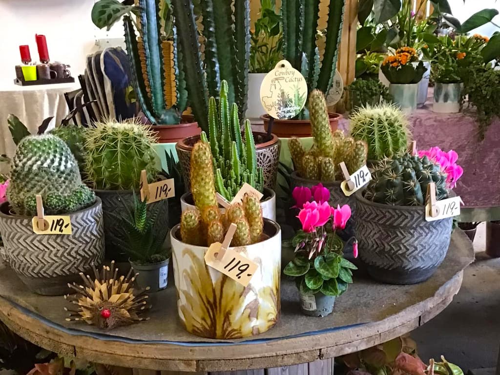 Tved's Blomster i Lohals, billede 12