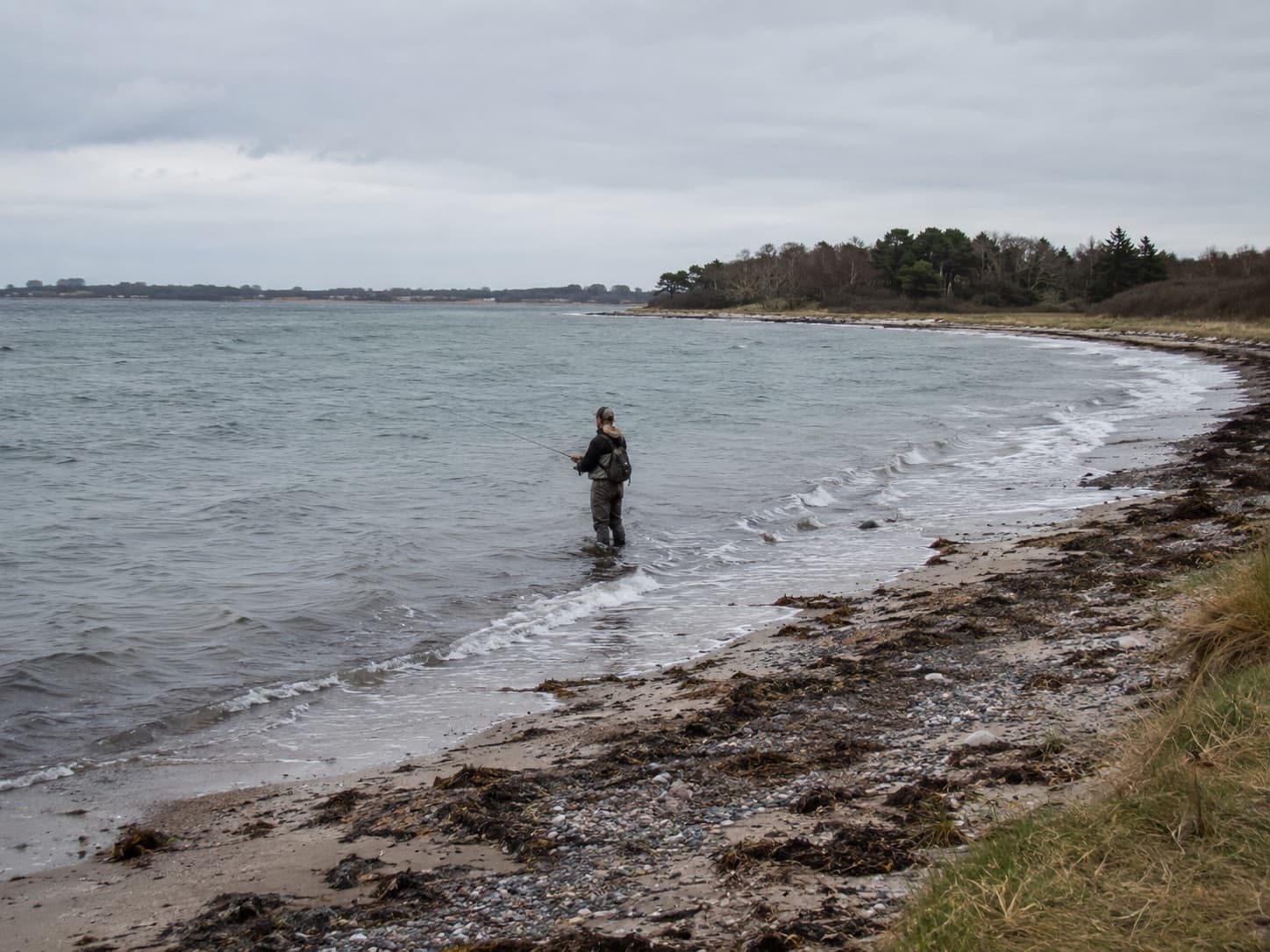 Fluefisker vader ved Emmerbølle Strand langs en kurvet kyststrækning med skov