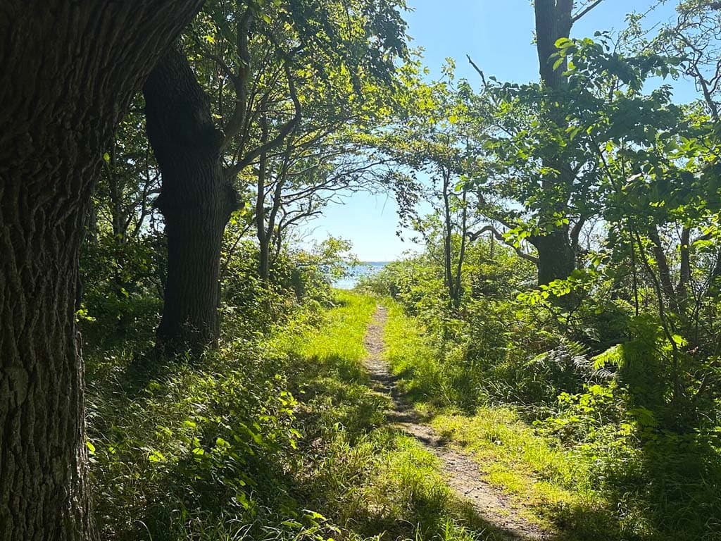 Nordskoven ved Lohals, billede 1