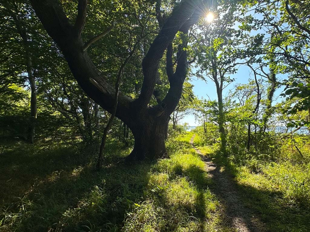 Nordskoven ved Lohals, billede 2